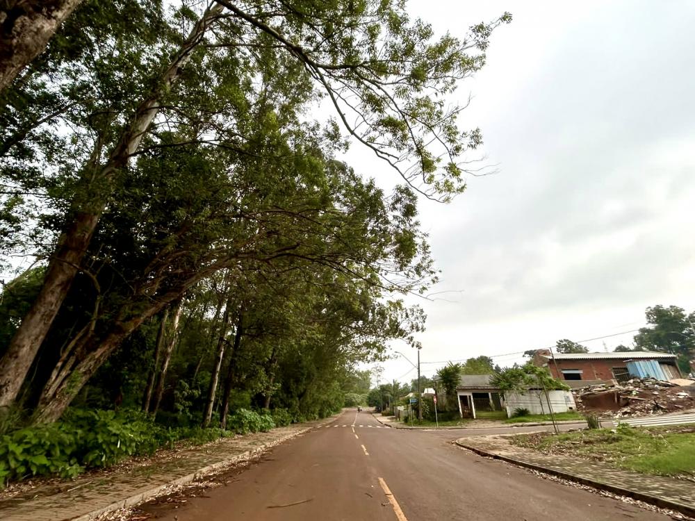 Eucaliptos na rua Vitorino Araújo preocupam a população por conta do risco de queda