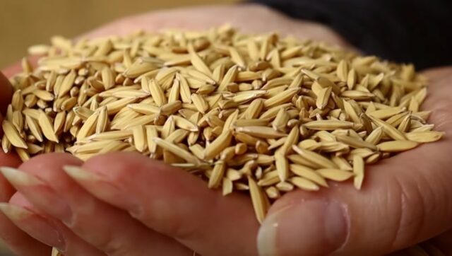 arroz - rio grande do sul