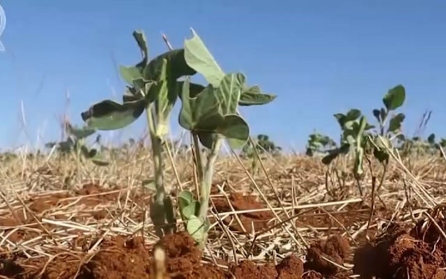 plantio lavoura