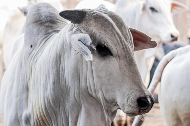 pará, vaca louca - protocolo